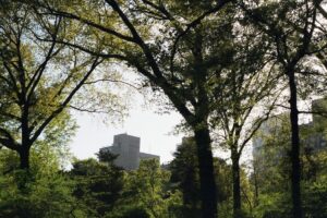 Nature-based Jobs, Untapped Sector for NYC’s Climate and Economy: Report